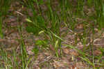 Cherokee sedge